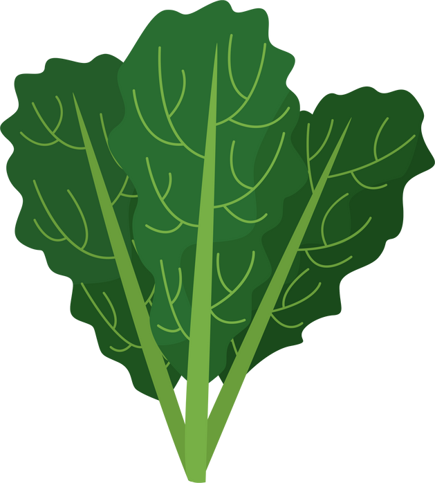 Kale Cartoon Illustration